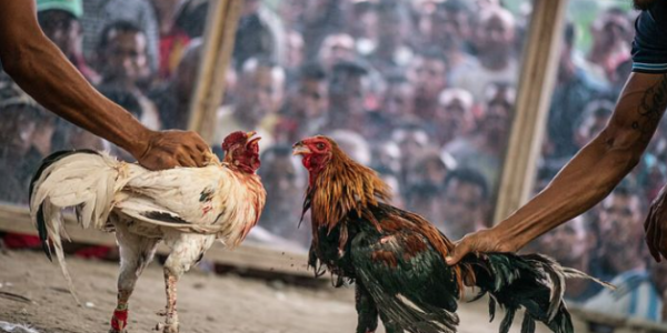 Kinh nghiệm chơi đá gà Online: Khám phá sức hấp dẫn và lợi ích Ku bet